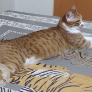 Missing: Orange Female Indie Cat from B-18, Gulshan, Gokuldham, Goregaon east