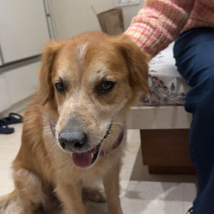Found: Brown Male Golden Retriever Dog from JW Marriott Chowk