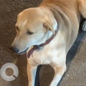 Missing: Brown Male Indie Dog from Bhumi Park, Malad West
