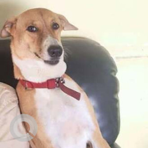A White-Brown Mix Indie Dog Missing from Pothigai Nagar, Tirunelveli