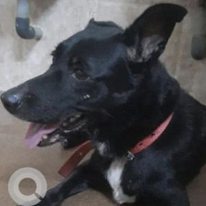A Black Indie Dog Found from Altinho, Panaji