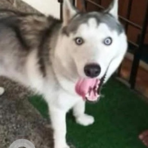 Found: White and Grey Male Husky Dog from Palavakkam