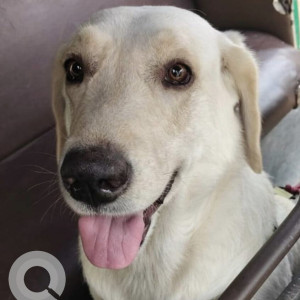 Found: Black and White Male Indie Dog from Best Nagar, Goregaon West, Mumbai