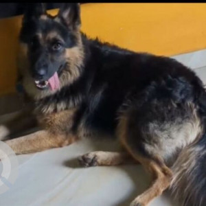 Missing: Black and Brown Male German Shepherd Dog from NTPC Krishnanagar 3rd street
