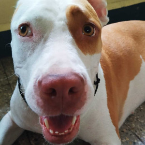 Pitbull lost from  Navipeth near Lokmaanya Nagar