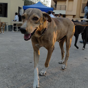 Missing: Black and Brown Male Indie Dog from Shree L R Tiwari College of Arts and Science campus Mira road  near gate no.6