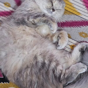 Missing: Black and Brown Female Persian Cat Cat from Moosapet Flyover Borabanda Road