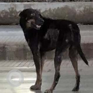 A Black and Brown Indie Dog Found from Navi Mumbai