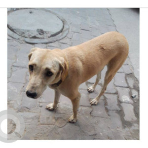 A White-Brown Mix Indie Dog Missing from Saket, New Delhi