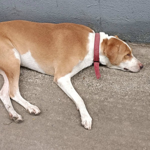 A White-Brown Mix Indie Dog Missing from Ward 161, Chennai