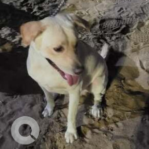 Found: White Male Labrador Dog from Thirvanmiyur fishing beach - behind Hare Krishna Teme - beach