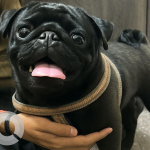 A Black Pug Dog Found from Mithapur, New Delhi