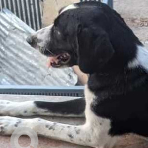 Missing: Black and White Male Indie Dog from Sector 123, New Sunny Enclave Behind Springdale Market