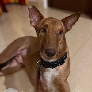 A White-Brown Mix Indie Dog Missing from Anjuna, Goa, 403509, India
