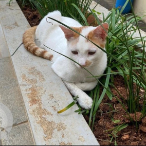 Missing: White-Brown Mix Male Indie Cat from Jayanagar 8th block
