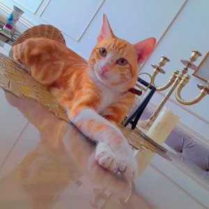 Missing: Orange Male Indie Cat from 18th Road, Khar West
