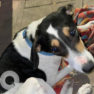 Found: Black and White Male Indie Dog from Jawahar Nagar, Goregaon