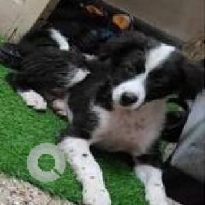 Missing: Black and White Female Indie Dog from Yerwada. Near Deccan College