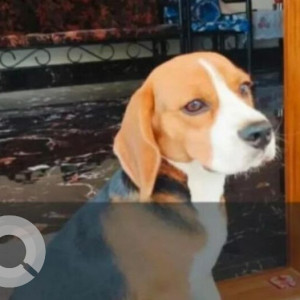 A Black and Brown Beagle Dog Missing from Valkini