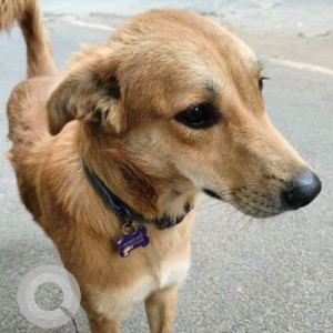 Missing: Brown Female Indie Dog from Ascension Church, Cooke Town