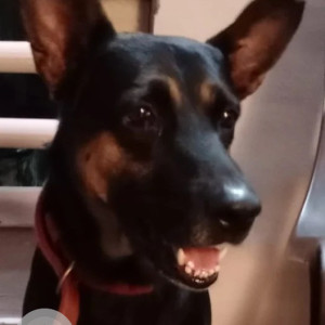 Missing: Black and Brown Male German shepherd Dog from Shukrawar Peth Mandai