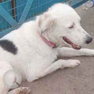 Found: White Female Indie Dog from KV 1 Lohagaon