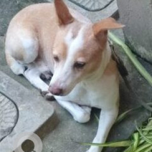 White-Brown Mix Not Available Indie Dog is Missing from MGR Salai, Palavakkam
