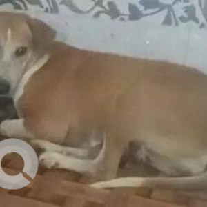 Missing: White-Brown Mix Female Indie Dog from Richard compound area, Vasai east