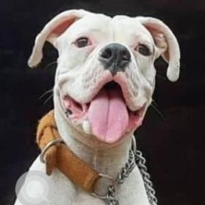 Missing: White Male Pitbull Dog from Old Bowenpally