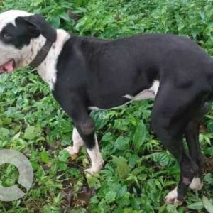 Missing: Black and White Male Bully Kutta Dog from Assagao, Mapusa