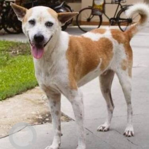 Missing: White-Brown Mix Male Indie Dog from IIM Calcutta, Joka, Kolkata