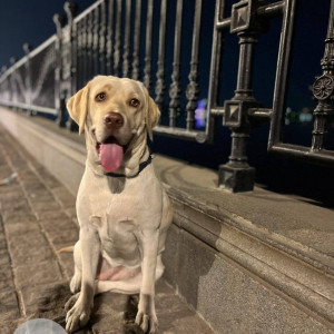 A White Labrador Dog Missing from Chikkadpally, Hyderabad