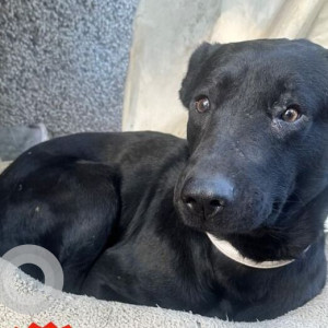 A Black Labrador Dog Missing from Vikaspuri, New Delhi