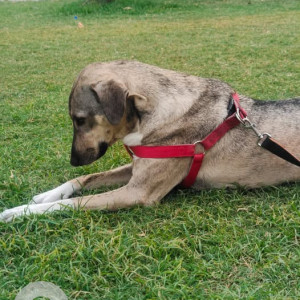 A Black and Brown Indie Dog Missing from Hari Nagar, New Delhi