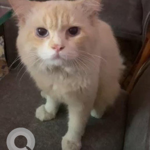 Missing: White-Brown Mix Male Persian Cat from Perambur