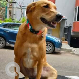 Missing: White-Brown Mix Female Indie Dog from Malleswaram