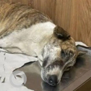 A White-Brown Mix Indie Dog Missing from Tilak Nagar, Bengaluru