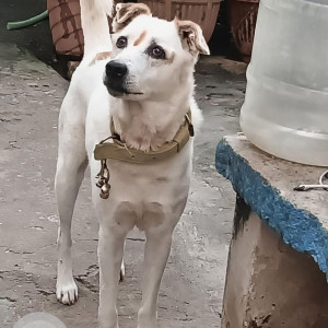 Missing: White Male Indie Dog from Kogilu Layout, Yelahanka