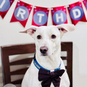 A White Indie Dog Missing from Pune