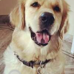 Missing: Golden Male Golden Retriever Dog from Garden Enclave, Amritsar