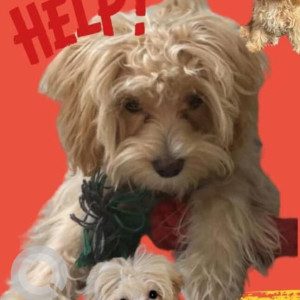 Missing: White-Brown Mix Female Malti Poo Dog from 1st Main, Jayamahal