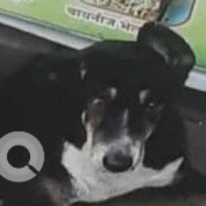 Missing: Black and White Male Indie Dog from Ishan Hotel, Om Super Market
