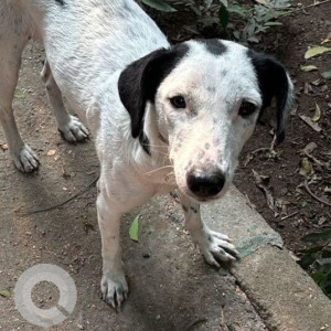 Missing: Black and White Female Indie Dog from Tagore Sr Sec School, Mayapuri, Delhi