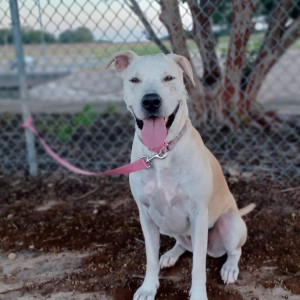 Missing: White-Brown Mix Female fixed lab mix Dog from Area 77089, Houston, Texas, USA