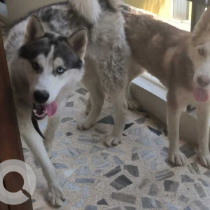 Found: White Not Available Husky Dog from Balaji Layout, Naganathapura,  Bengaluru