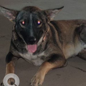 Missing: Black and White Male Indie Dog from Vatika Business Park, Sohna Road