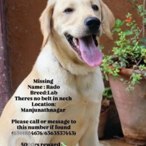 Missing: White Male Labrador Dog from Manjunathnagar