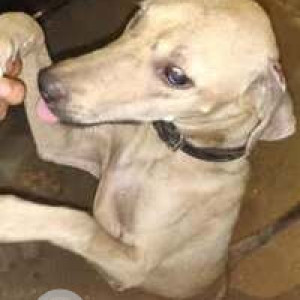 Found: White Male Indie Dog from Ramalingam eswar Kovil Street teynampet