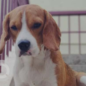Missing: White-Brown Mix Male Beagle Dog from Ayyappanagar, Bangalore