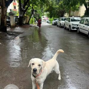 Missing: Black and White Female Indie Dog from Sector 20, kopar khairane